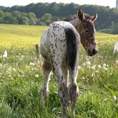 Knabstrupper Friis' Claudia KNN 2513