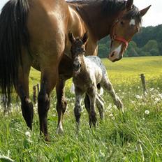 Knabstrupper Friis' Claudia KNN 2513