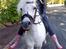 Welsh Pony (sec B) Ib! -gammel part. - og Ida til hest : D