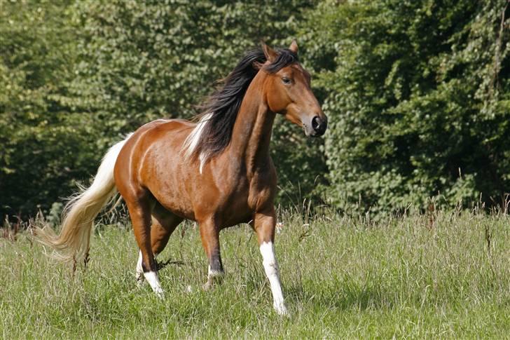 Tennessee Walker Brandy's Just The Best billede 1