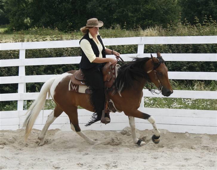 Tennessee Walker Brandy's Just The Best billede 8