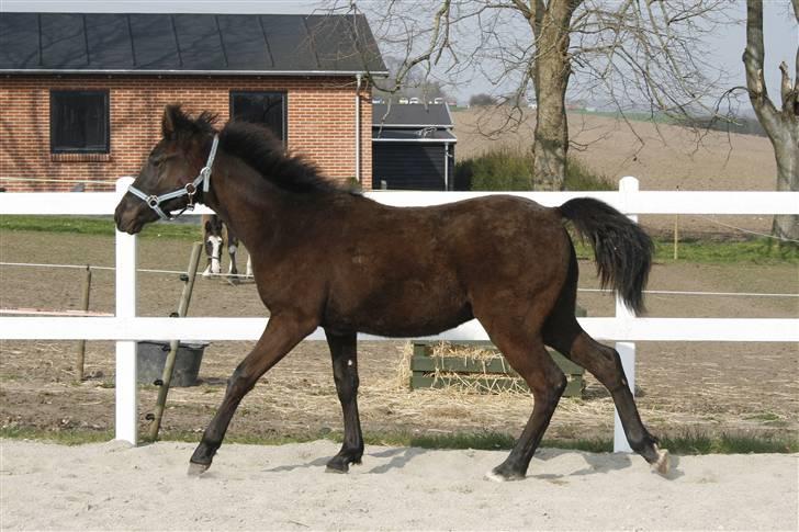 Tennessee Walker Beech Blue Spirit billede 14