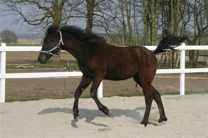 Tennessee Walker Beech Blue Spirit billede 20