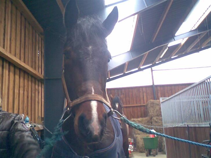 Oldenborg Engelholms brego billede 10