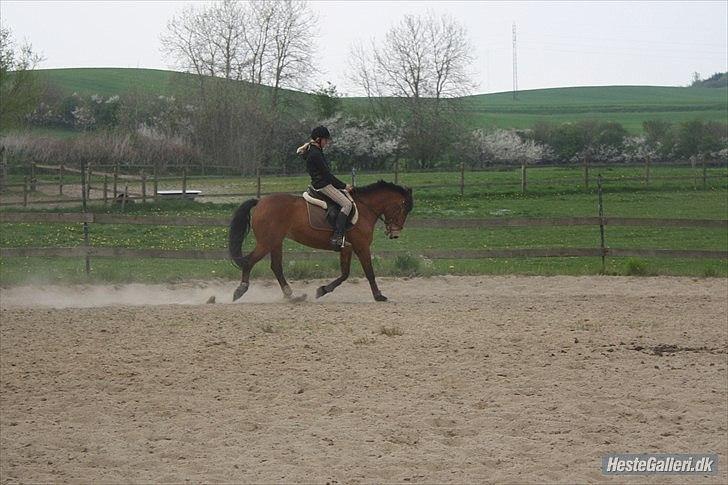 Anden særlig race skipper tut.! *solgt*)-: - du har tabt dig tøs! <3 foto: tea. tak:b billede 8