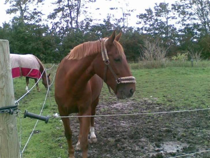 Anden særlig race Con Amour Cisca *solgt* billede 8