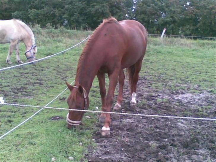 Anden særlig race Con Amour Cisca *solgt* billede 10