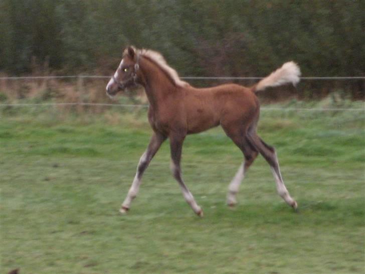 Dansk Varmblod A.B. Little Champ "SOLGT" billede 17