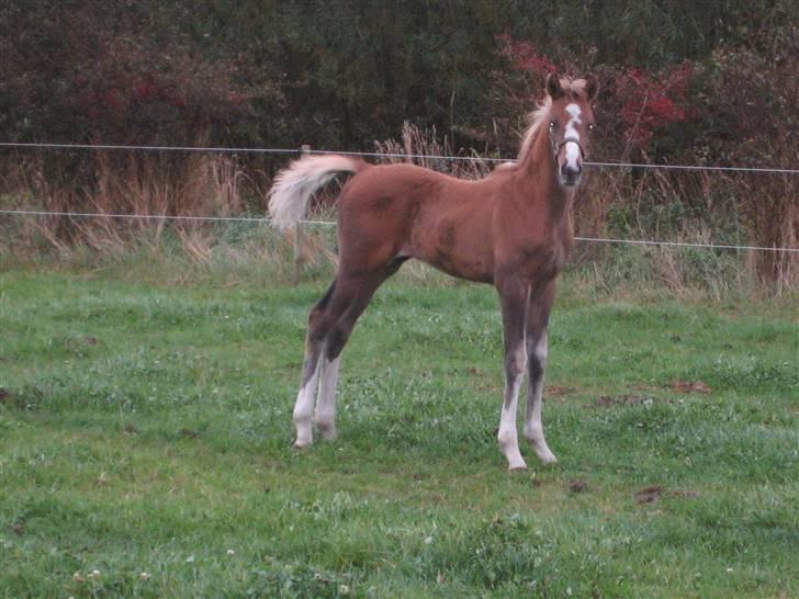 Dansk Varmblod A.B. Little Champ "SOLGT" billede 18