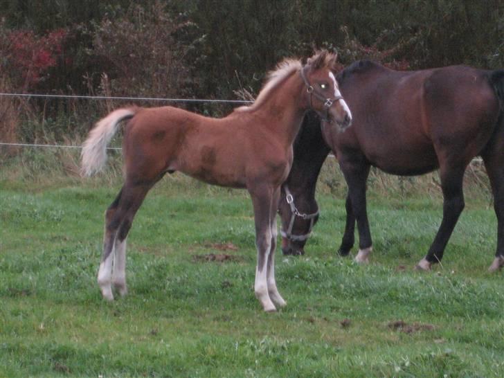 Dansk Varmblod A.B. Little Champ "SOLGT" billede 19