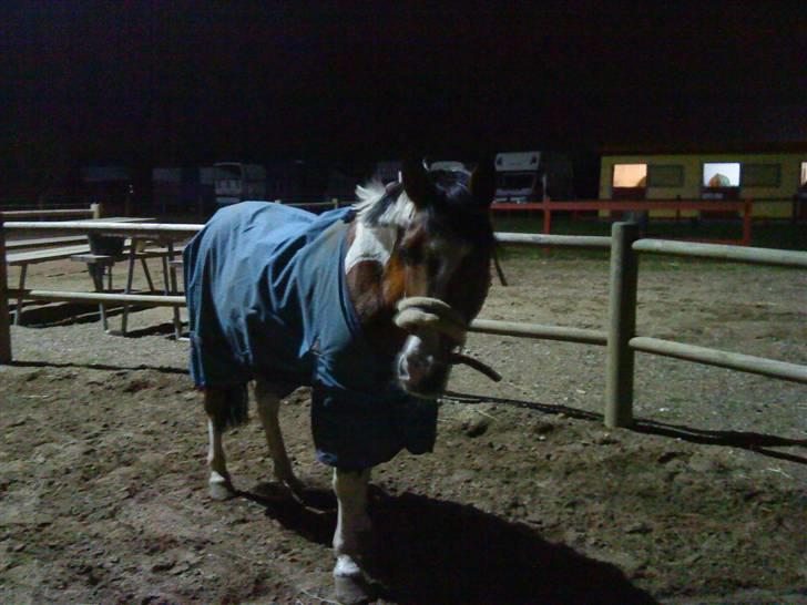 Pinto Tippi *SOLGT* - my pony.. ude på banen om aftenen billede 9
