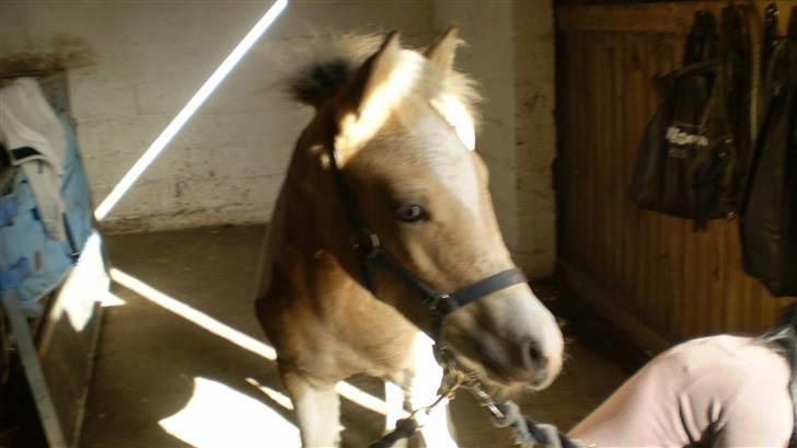 Anden særlig race  Wilse´s Santo billede 10