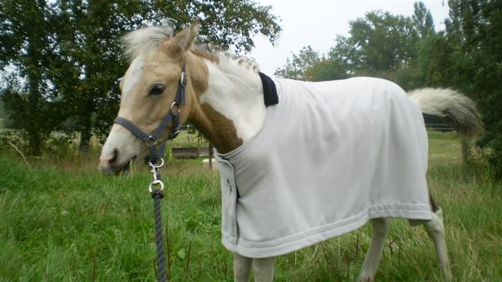 Anden særlig race  Wilse´s Santo billede 11