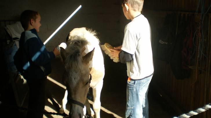 Anden særlig race  Wilse´s Santo billede 12