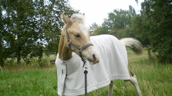 Anden særlig race  Wilse´s Santo billede 13