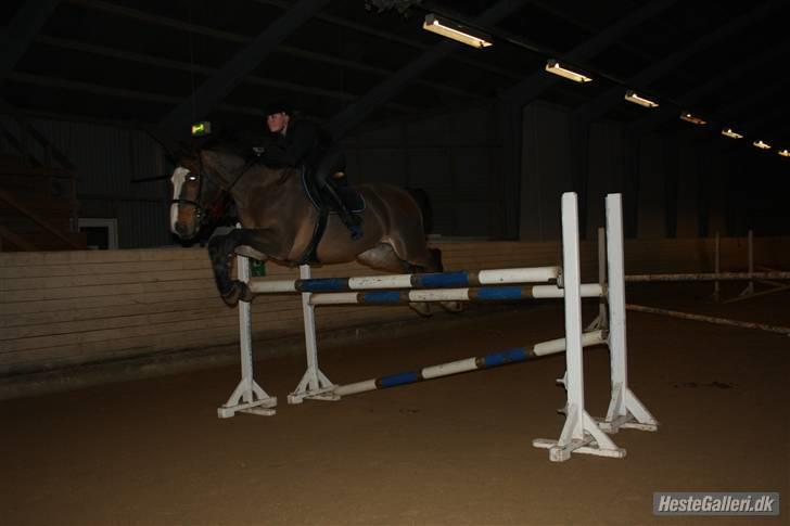 Holstener Diamant   - springer 135 cm <3 ! Fotograf: N-A billede 2