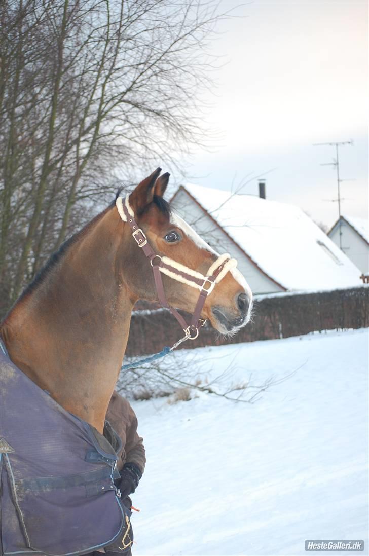 Holstener Diamant   - du er så gude smuk! taget at maria billede 3