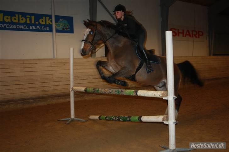 Holstener Diamant   - Fotograf: N-A ,,, lidt spring opvarmning billede 6