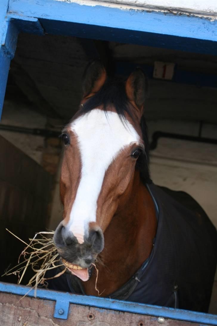 Holstener Diamant   - Flomme <3 billede 8