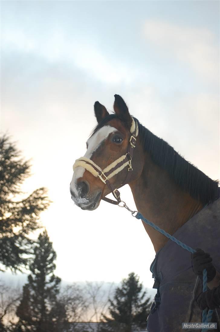 Holstener Diamant   - så stor og flot du er! :D billede 10