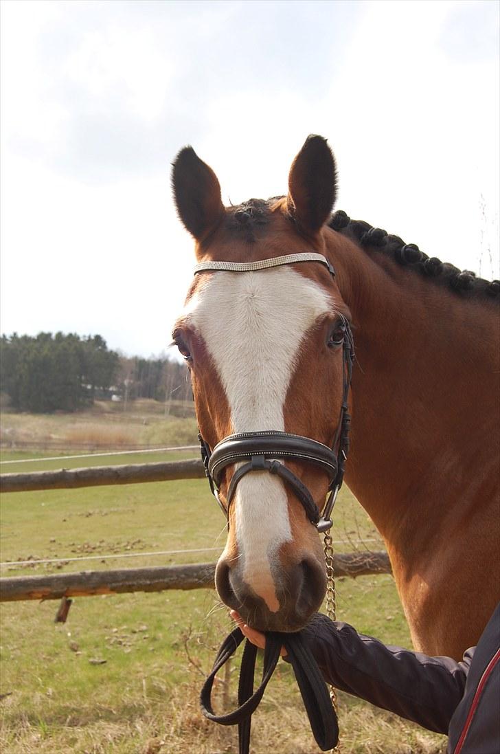 Holstener Diamant   - smukke flomme!! foto maria billede 11