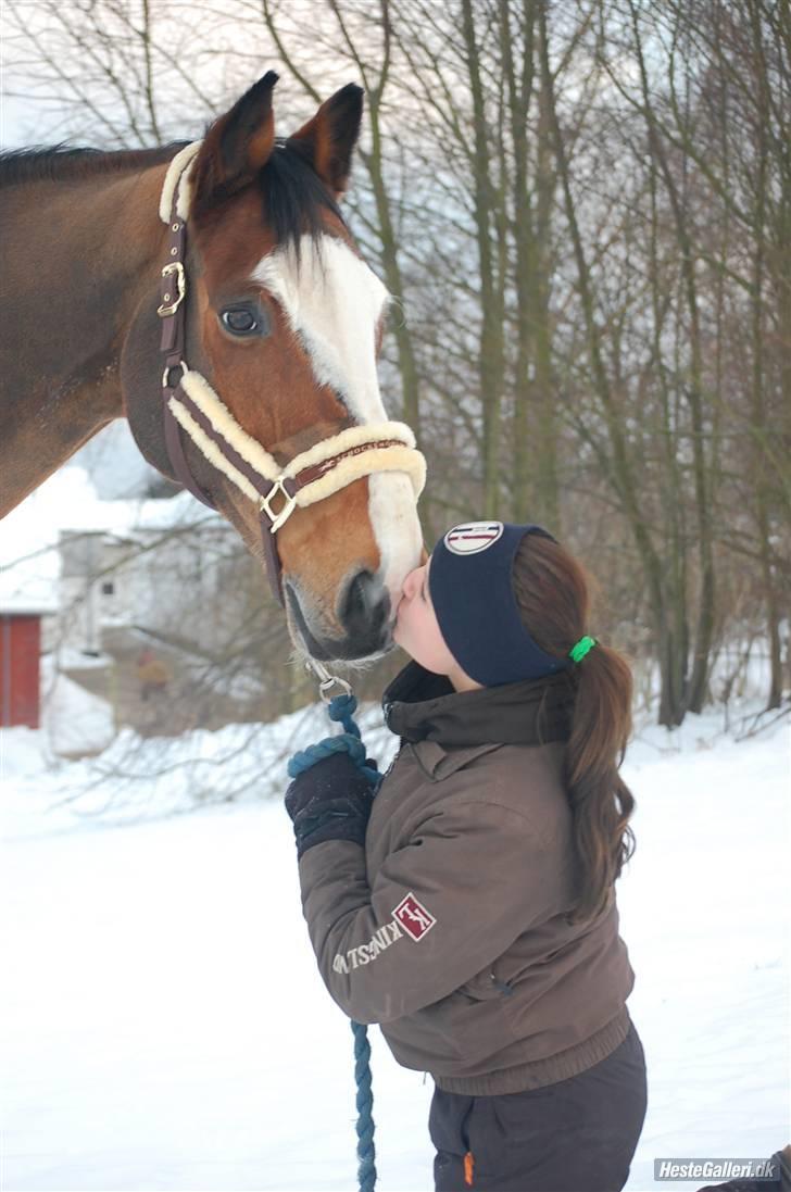 Holstener Diamant   - igen i sneen <3   foto:maria billede 13