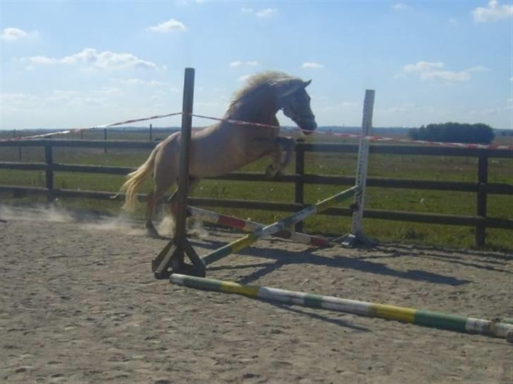 Haflinger Skyttegårdens Agra R.i.P  billede 16