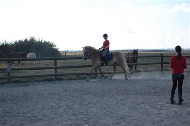 Haflinger Skyttegårdens Agra R.i.P  billede 17