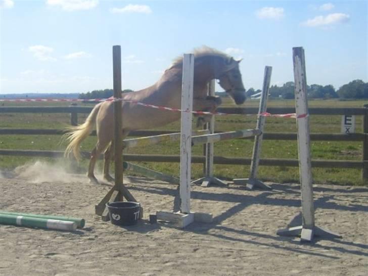 Haflinger Skyttegårdens Agra R.i.P  billede 18