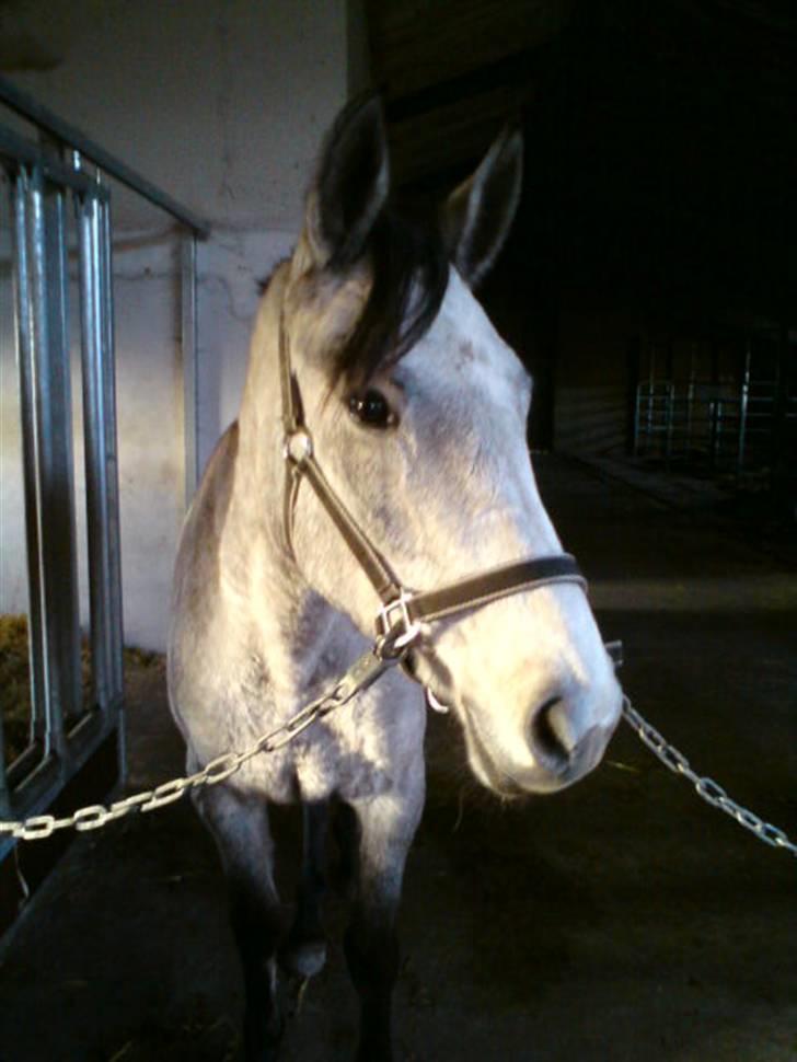 Anden særlig race Medina  - Tilligere part - Medina som står og ser smuk ud;O *7/10-09 billede 10