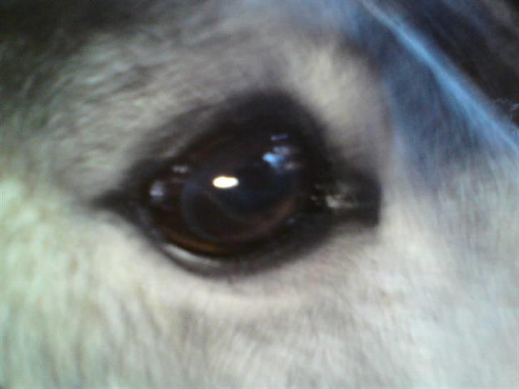 Anden særlig race Medina  - Tilligere part - You are too sweety<33 Love U! billede 11