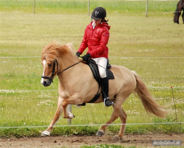 Islænder Kveikja fra Staurby - Kveikja og jeg i galop til et af vores første stævner sammen Foto: CSF <3 billede 5