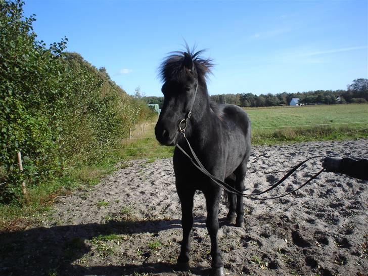 Islænder Gandor fra Ågaarden billede 3