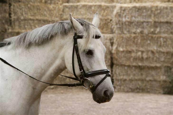 New Forest Firfod Fiol - Den skønne profil. billede 1