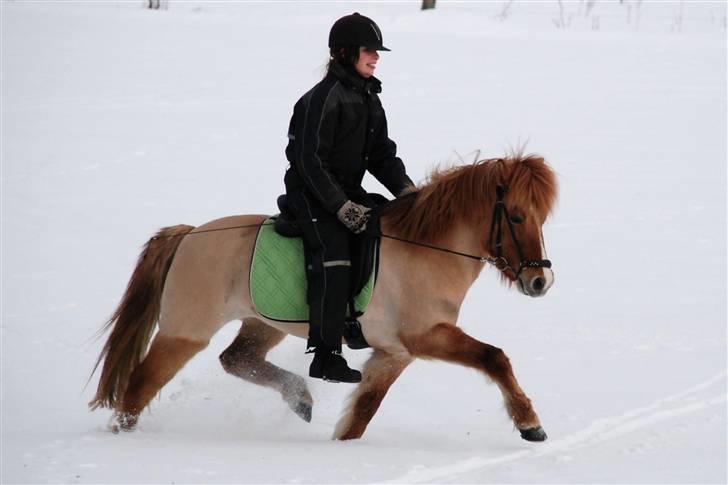 Islænder Kveikja fra Staurby - Kveikja i trav 2010 <3 Foto: CSF <3  billede 7