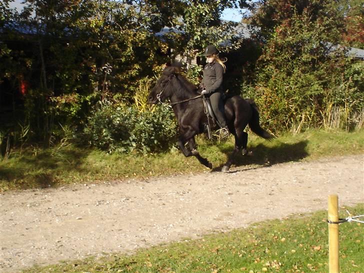 Islænder Gandor fra Ågaarden - Galop billede 8
