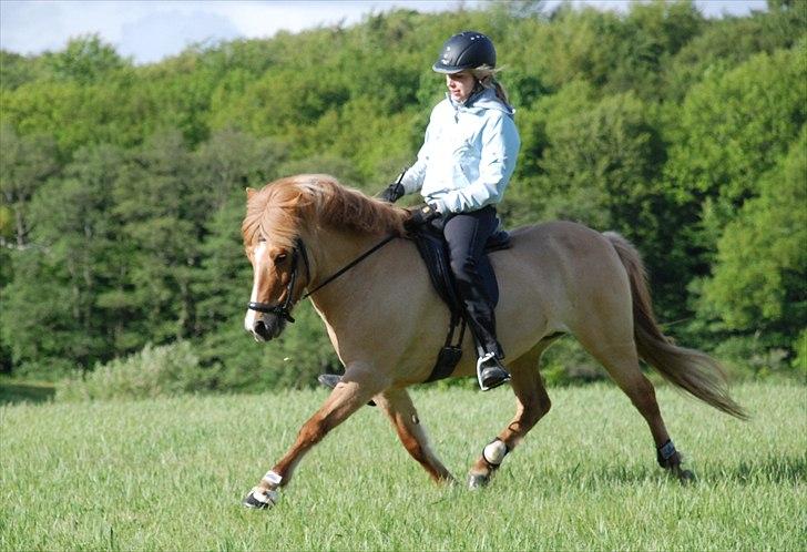 Islænder Kveikja fra Staurby - Kvik i trav :D Foto: CSF<3 billede 10