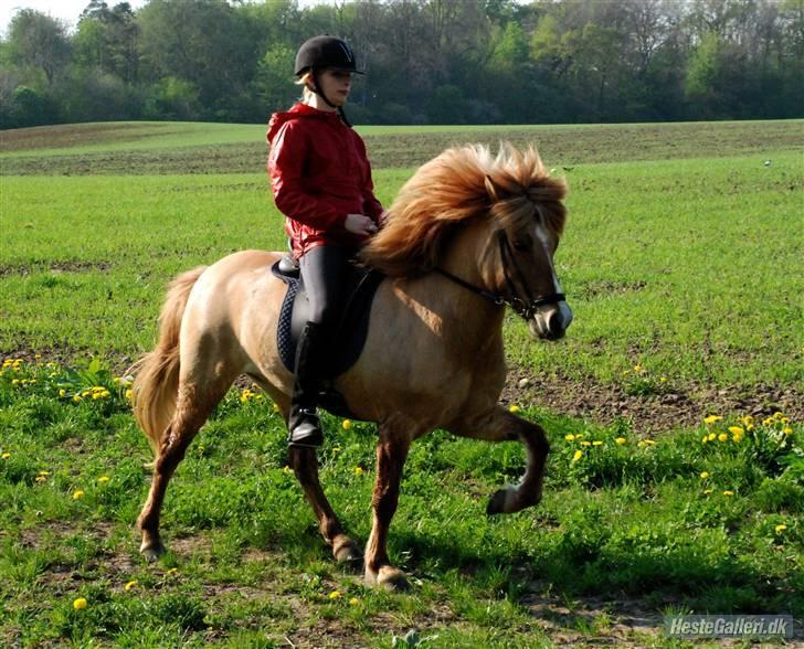 Islænder Kveikja fra Staurby - Kveikja og jeg i vores første år sammen, her i tölt <3  Foto: CSF <3, Sommeren 2008 billede 11