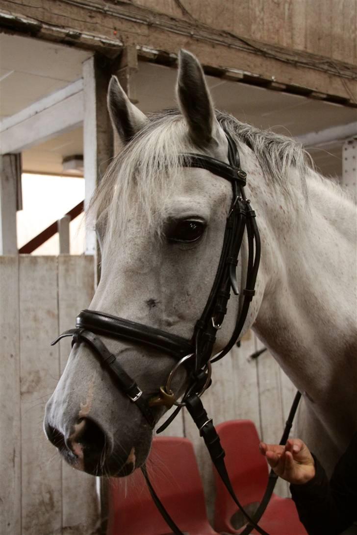 New Forest Firfod Fiol - Det søde og flotte ansigt. billede 2