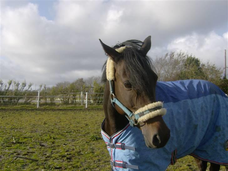 Tysk Sportspony Hovgården`s Pretty Lady - Velkommen til prettys profil  billede 1