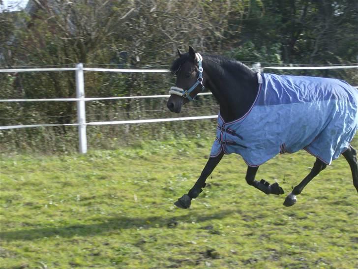 Tysk Sportspony Hovgården`s Pretty Lady - prit`s gode gangarter billede 2