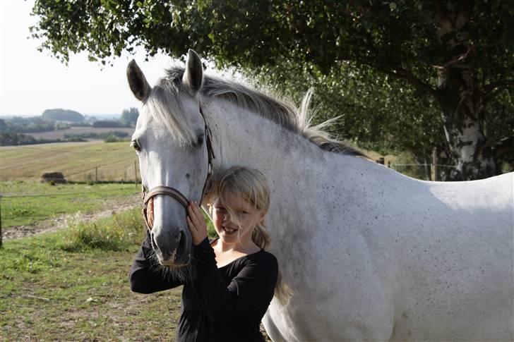 New Forest Firfod Fiol - På fold første gang, Hsk. billede 3