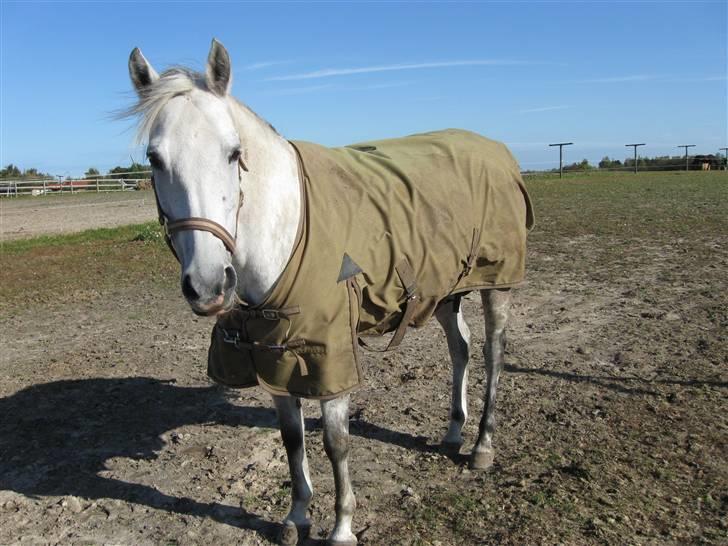 New Forest Firfod Fiol - En flot dag i oktober. billede 4