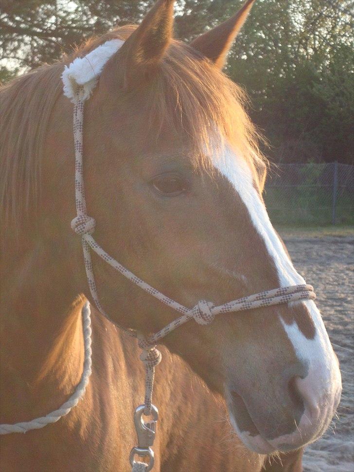 Anden særlig race WhiteSocks - Nede på banen og lave horsemanchip med cirkel<3 billede 5