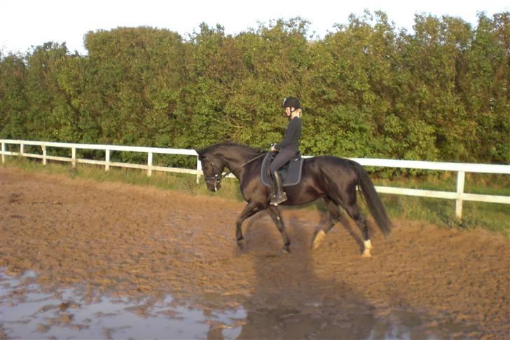 Anden særlig race Casmir <3RIP13 - Casmirs bedste dressurdag ever <3 foto af sanne<3 billede 19