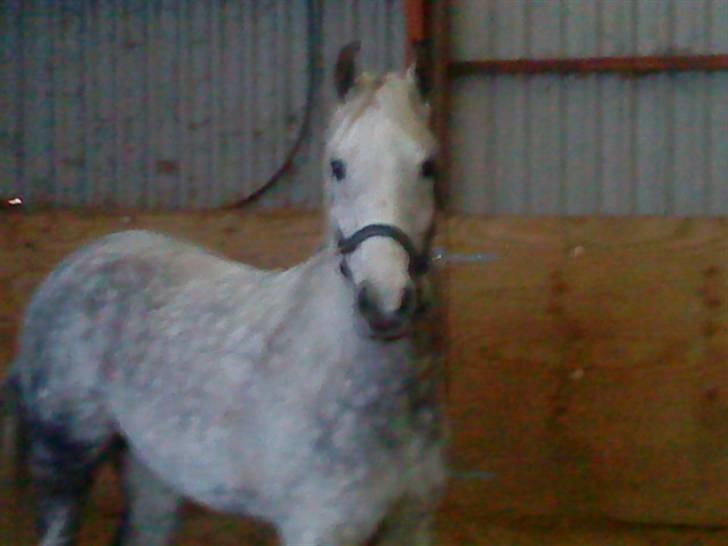 Anden særlig race Aladin *tidl lånepony. billede 12