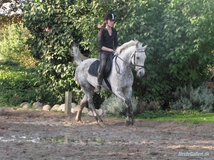 Anden særlig race Aladin *tidl lånepony. - Dressur.  billede 13
