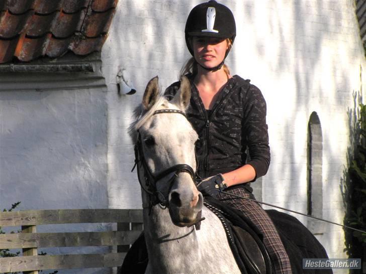 Anden særlig race Aladin *tidl lånepony. billede 14