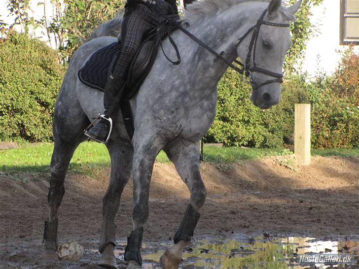 Anden særlig race Aladin *tidl lånepony. - :* billede 15