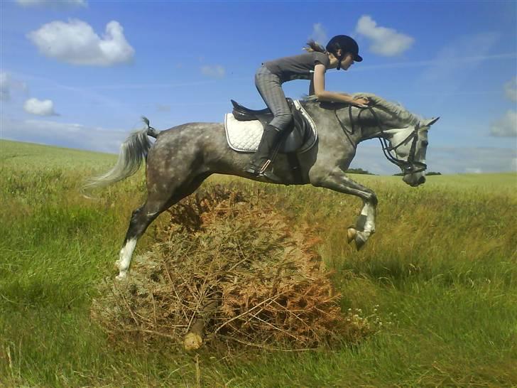 Anden særlig race Aladin *tidl lånepony. - Aladin og mig i sommers :) billede 16